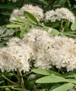 20 European Mountain Ash Seeds - Sorbus Aucuparia Tree Seeds, Zone 3-9 - Image 4