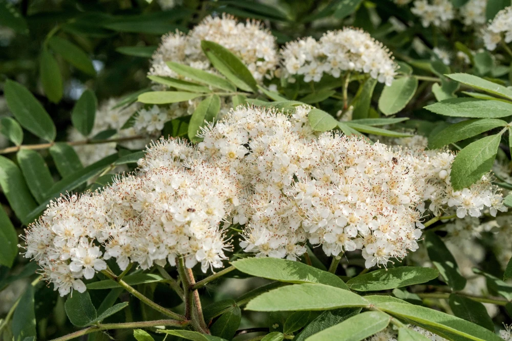 20 European Mountain Ash Seeds - Sorbus Aucuparia Tree Seeds, Zone 3-9 - Image 4