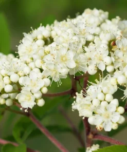 20 European Mountain Ash Seeds - Sorbus Aucuparia Tree Seeds, Zone 3-9 - Image 5