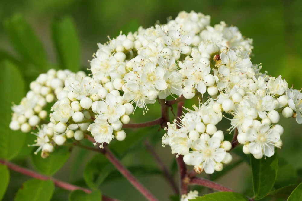 20 European Mountain Ash Seeds - Sorbus Aucuparia Tree Seeds, Zone 3-9 - Image 5
