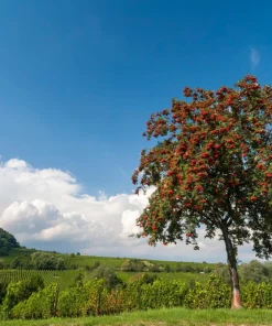 20 European Mountain Ash Seeds - Sorbus Aucuparia Tree Seeds, Zone 3-9 - Image 6