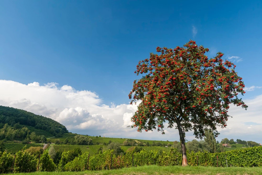 20 European Mountain Ash Seeds - Sorbus Aucuparia Tree Seeds, Zone 3-9 - Image 6