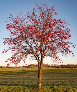 20 European Mountain Ash Seeds - Sorbus Aucuparia Tree Seeds, Zone 3-9 - Image 7