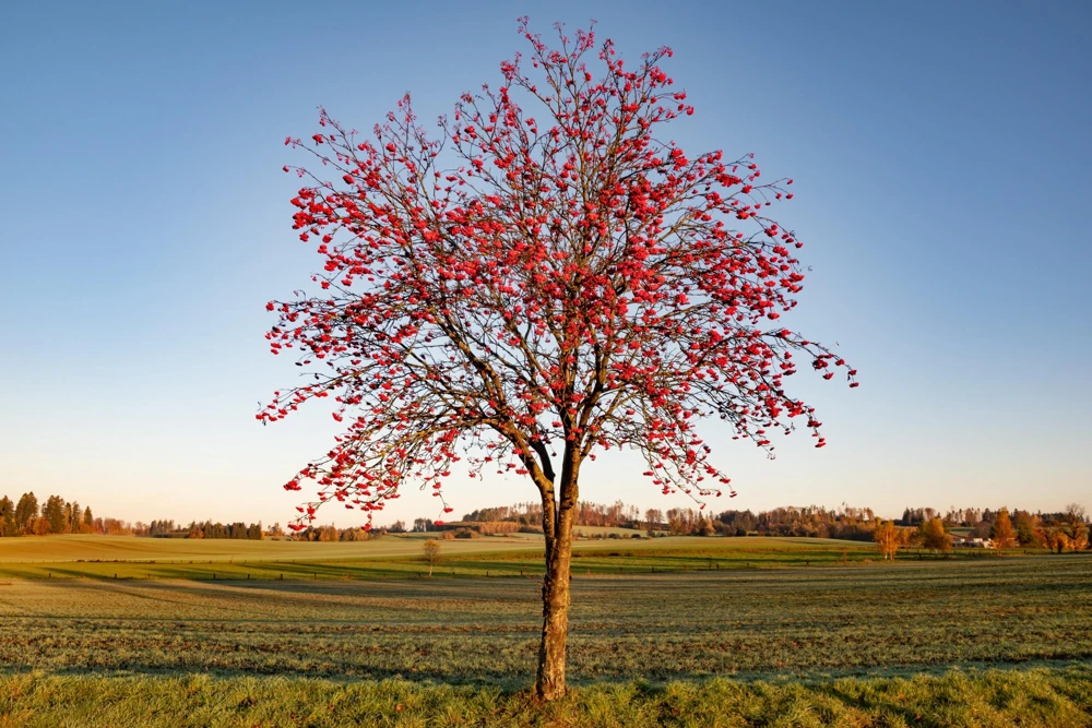 20 European Mountain Ash Seeds - Sorbus Aucuparia Tree Seeds, Zone 3-9 - Image 7