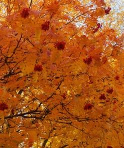 20 European Mountain Ash Seeds - Sorbus Aucuparia Tree Seeds, Zone 3-9 - Image 8