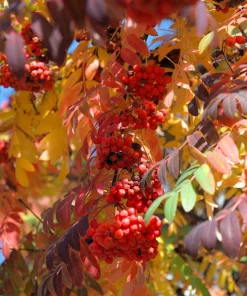 20 European Mountain Ash Seeds - Sorbus Aucuparia Tree Seeds, Zone 3-9 - Image 9