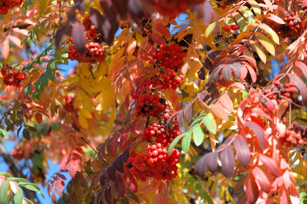 20 European Mountain Ash Seeds - Sorbus Aucuparia Tree Seeds, Zone 3-9 - Image 9