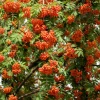 20 European Mountain Ash Seeds - Sorbus Aucuparia Tree Seeds, Zone 3-9 - Image 1