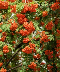 20 European Mountain Ash Seeds - Sorbus Aucuparia Tree Seeds, Zone 3-9 - Image 1