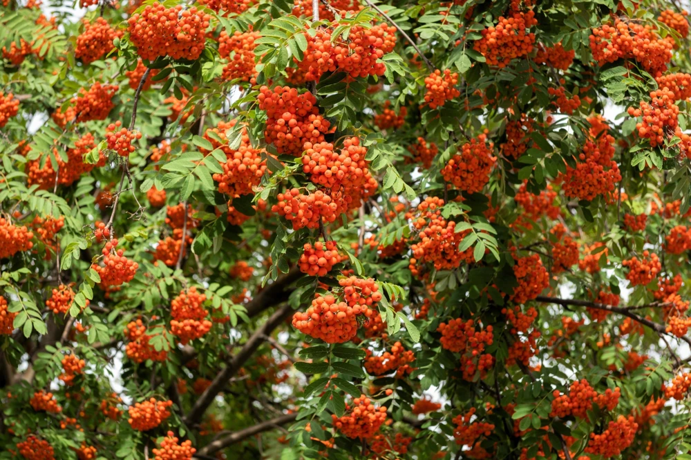 20 European Mountain Ash Seeds - Sorbus Aucuparia Tree Seeds, Zone 3-9 - Image 1