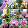 20+ Fragrant Cat Orchid Seeds - Exotic Potted Garden Plants - Image 1