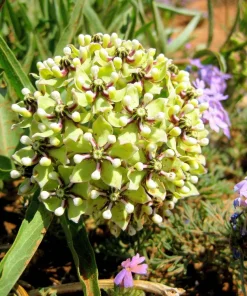 20 Green Spider Milkweed Seeds - Asclepias Viridis - White Purple Flowers - Image 2