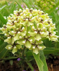 20 Green Spider Milkweed Seeds - Asclepias Viridis - White Purple Flowers - Image 3