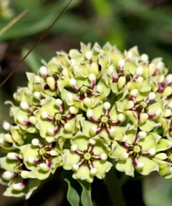 20 Green Spider Milkweed Seeds - Asclepias Viridis - White Purple Flowers - Image 4