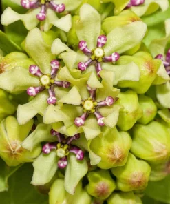 20 Green Spider Milkweed Seeds - Asclepias Viridis - White Purple Flowers - Image 5