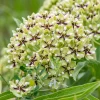 20 Green Spider Milkweed Seeds - Asclepias Viridis - White Purple Flowers - Image 1