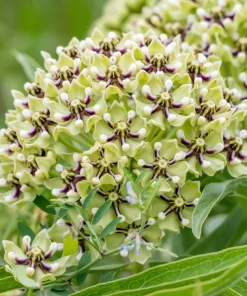 20 Green Spider Milkweed Seeds - Asclepias Viridis - White Purple Flowers - Image 1