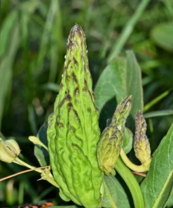 20 Green Spider Milkweed Seeds - Asclepias Viridis - White Purple Flowers - Image 6