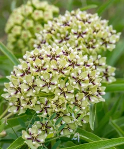 20 Green Spider Milkweed Seeds - Asclepias Viridis - White Purple Flowers - Image 7