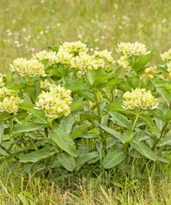 20 Green Spider Milkweed Seeds - Asclepias Viridis - White Purple Flowers - Image 8