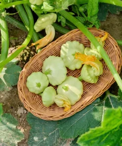 20 Green Tint Bush Scallop Squash Patty Pan Vegetable Seeds - Image 10