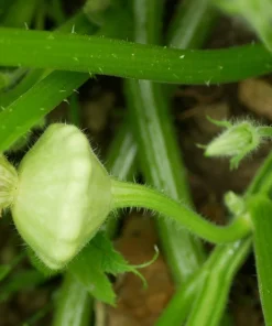 20 Green Tint Bush Scallop Squash Patty Pan Vegetable Seeds - Image 11