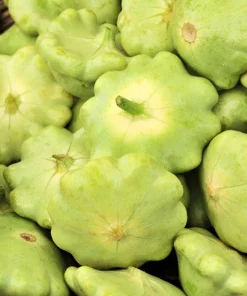 20 Green Tint Bush Scallop Squash Patty Pan Vegetable Seeds - Image 2