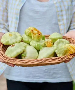 20 Green Tint Bush Scallop Squash Patty Pan Vegetable Seeds - Image 4