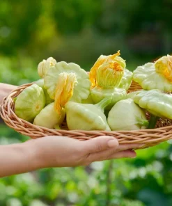 20 Green Tint Bush Scallop Squash Patty Pan Vegetable Seeds - Image 5