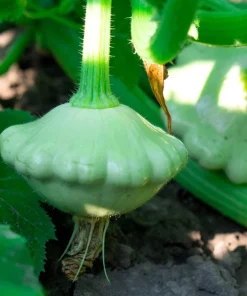 20 Green Tint Bush Scallop Squash Patty Pan Vegetable Seeds - Image 6
