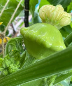 20 Green Tint Bush Scallop Squash Patty Pan Vegetable Seeds - Image 7