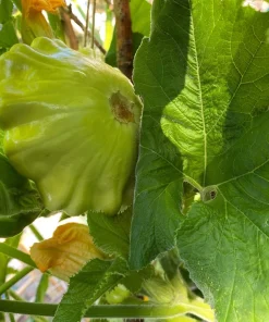 20 Green Tint Bush Scallop Squash Patty Pan Vegetable Seeds - Image 8