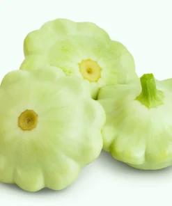 20 Green Tint Bush Scallop Squash Patty Pan Vegetable Seeds - Image 1