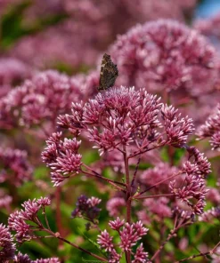 20 Hemp Agrimony Raspberries & Cream Flower Seeds - Eupatorium Cannabinum - Image 2