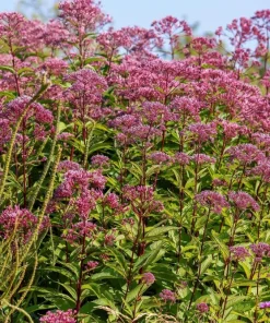20 Hemp Agrimony Raspberries & Cream Flower Seeds - Eupatorium Cannabinum - Image 3