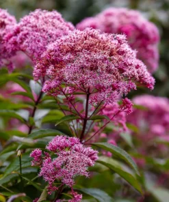 20 Hemp Agrimony Raspberries & Cream Flower Seeds - Eupatorium Cannabinum - Image 4