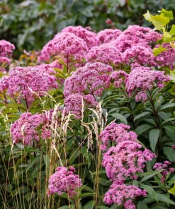 20 Hemp Agrimony Raspberries & Cream Flower Seeds - Eupatorium Cannabinum - Image 5