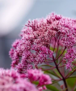 20 Hemp Agrimony Raspberries & Cream Flower Seeds - Eupatorium Cannabinum - Image 6