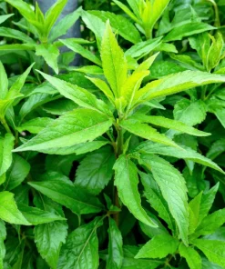 20 Hemp Agrimony Raspberries & Cream Flower Seeds - Eupatorium Cannabinum - Image 7