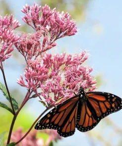 20 Hemp Agrimony Raspberries & Cream Flower Seeds - Eupatorium Cannabinum - Image 8