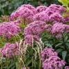 20 Hemp Agrimony Raspberries & Cream Flower Seeds - Eupatorium Cannabinum - Image 1