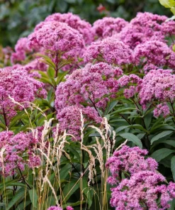 20 Hemp Agrimony Raspberries & Cream Flower Seeds - Eupatorium Cannabinum - Image 1