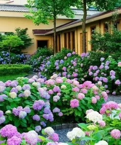 20 Hydrangea Flower Seeds - Rare Exotic Ball Bloom Plant Perennial - Image 2
