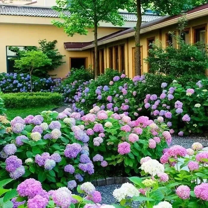 20 Hydrangea Flower Seeds - Rare Exotic Ball Bloom Plant Perennial - Image 2