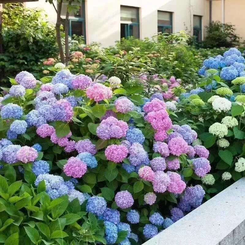20 Hydrangea Flower Seeds - Rare Exotic Ball Bloom Plant Perennial - Image 3