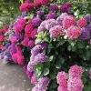 20 Hydrangea Flower Seeds - Rare Exotic Ball Bloom Plant Perennial - Image 1