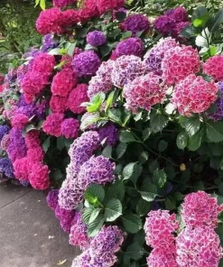 20 Hydrangea Flower Seeds - Rare Exotic Ball Bloom Plant Perennial - Image 1
