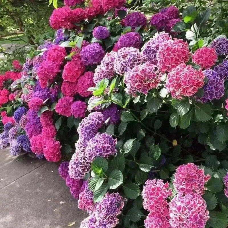 20 Hydrangea Flower Seeds - Rare Exotic Ball Bloom Plant Perennial - Image 1