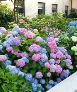 20 Hydrangea Seeds - Blue, Violet, Pink Flowering Bush - Perennial Outdoor - Image 2
