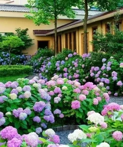 20 Hydrangea Seeds - Blue, Violet, Pink Flowering Bush - Perennial Outdoor - Image 3